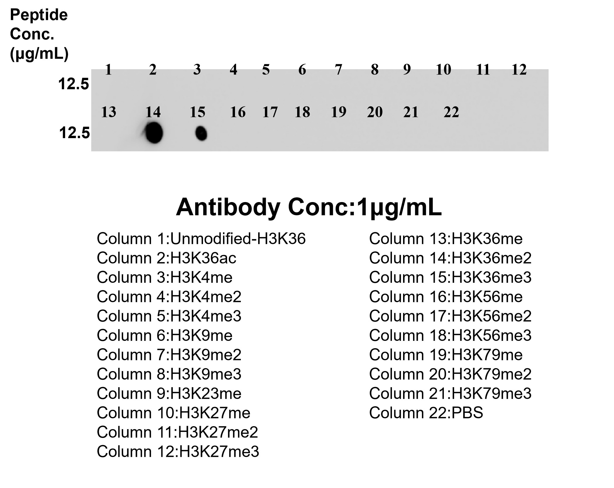 Dot Blot experiment of / using 84329-6-RR Dot Blot experiment of / using 84329-6-RR